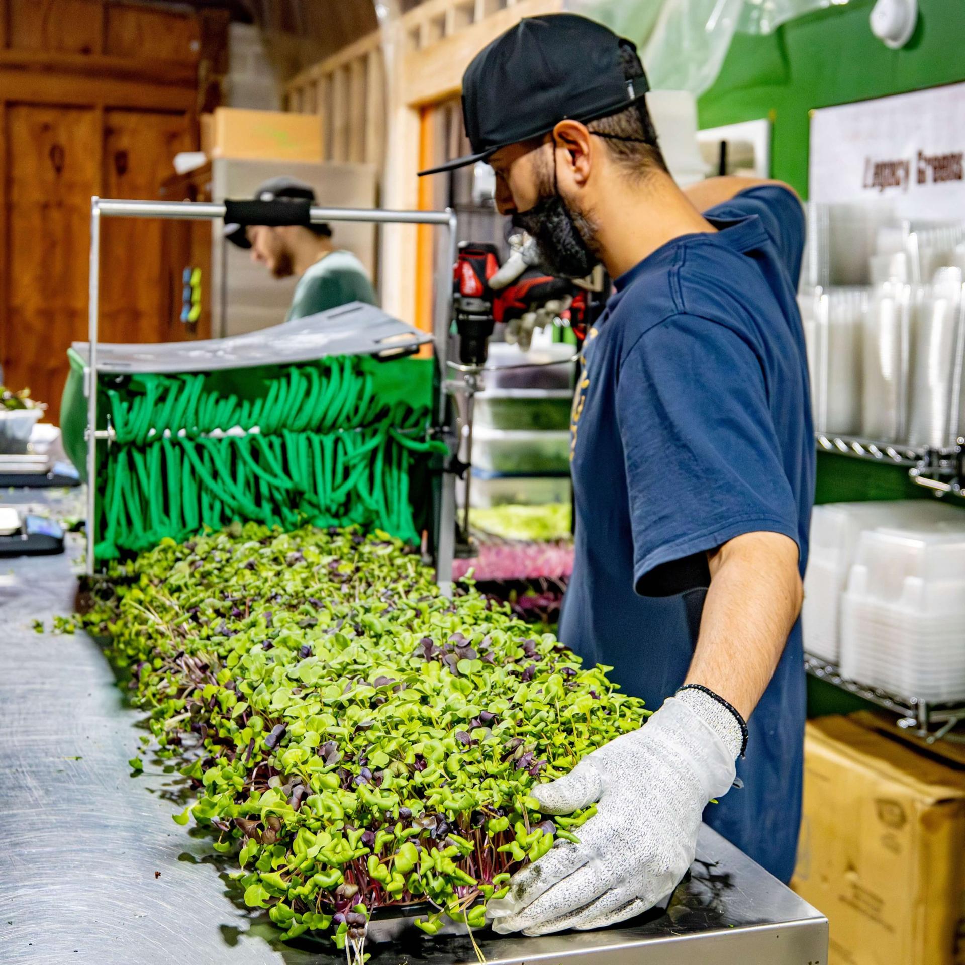 Worker pushing trays of microgreens through a mechanical harvesting machine (Quick-cut Greens Harvester).