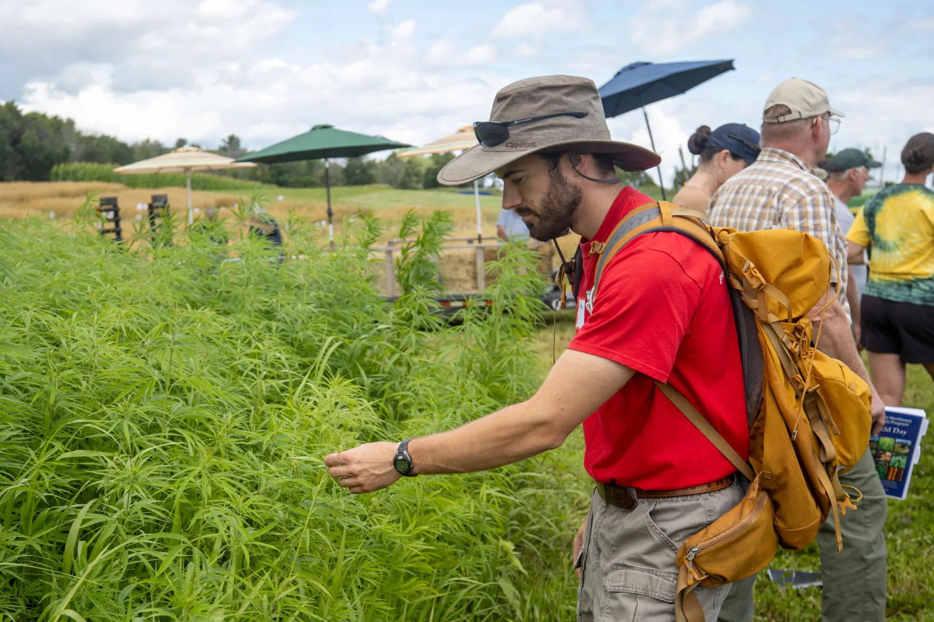 Man examining hemp plant on farm.