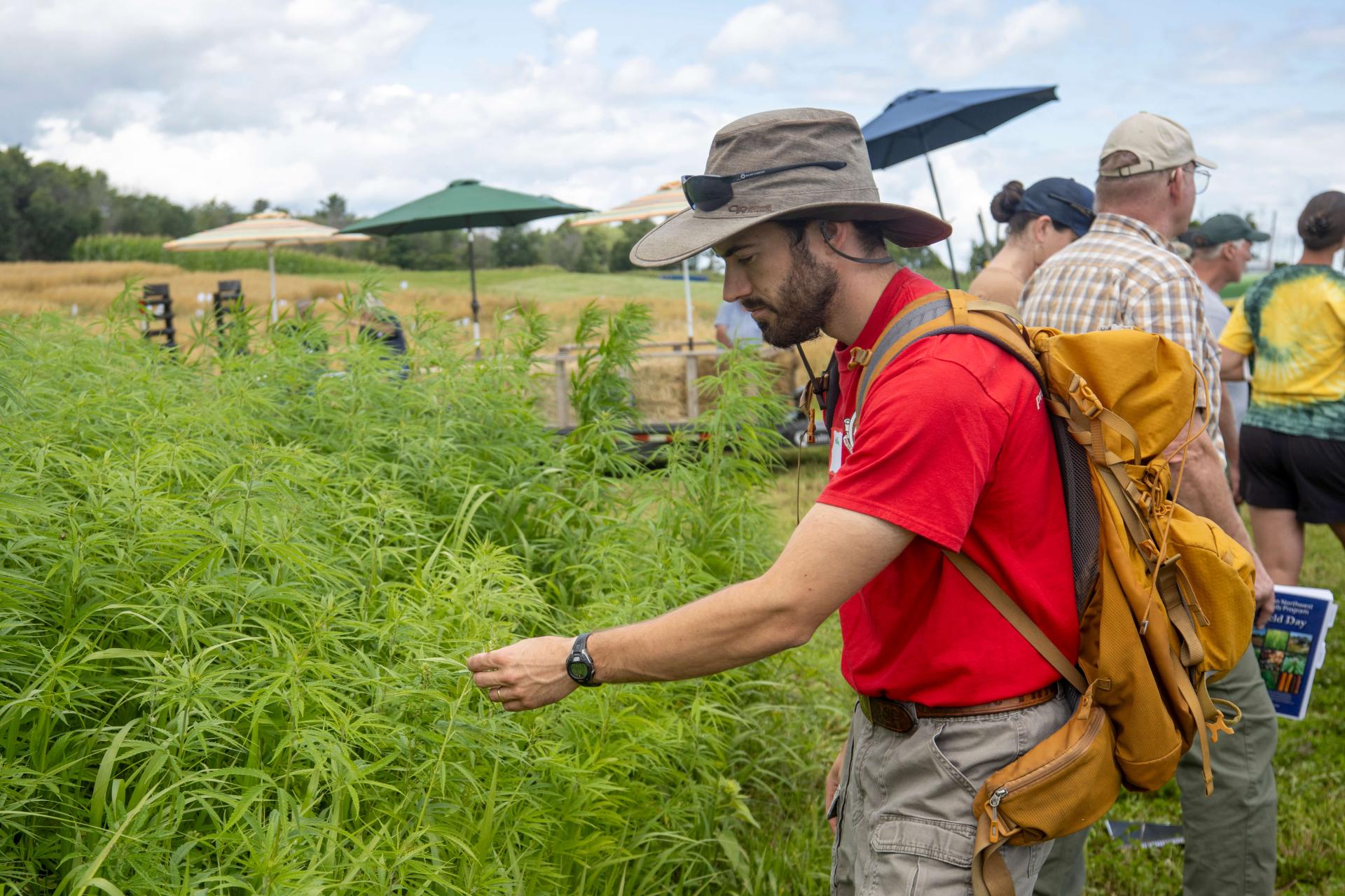 Man examining hemp plant on farm.