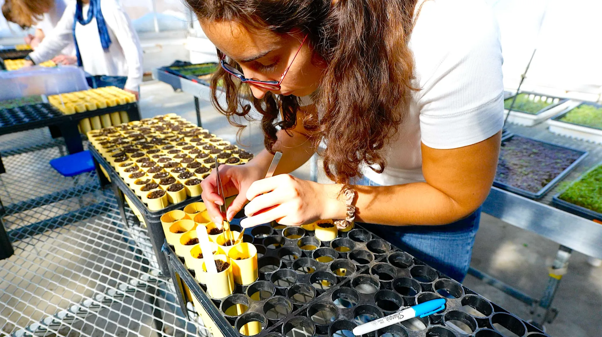 a student bending over a tray of small plants in a greenhouse