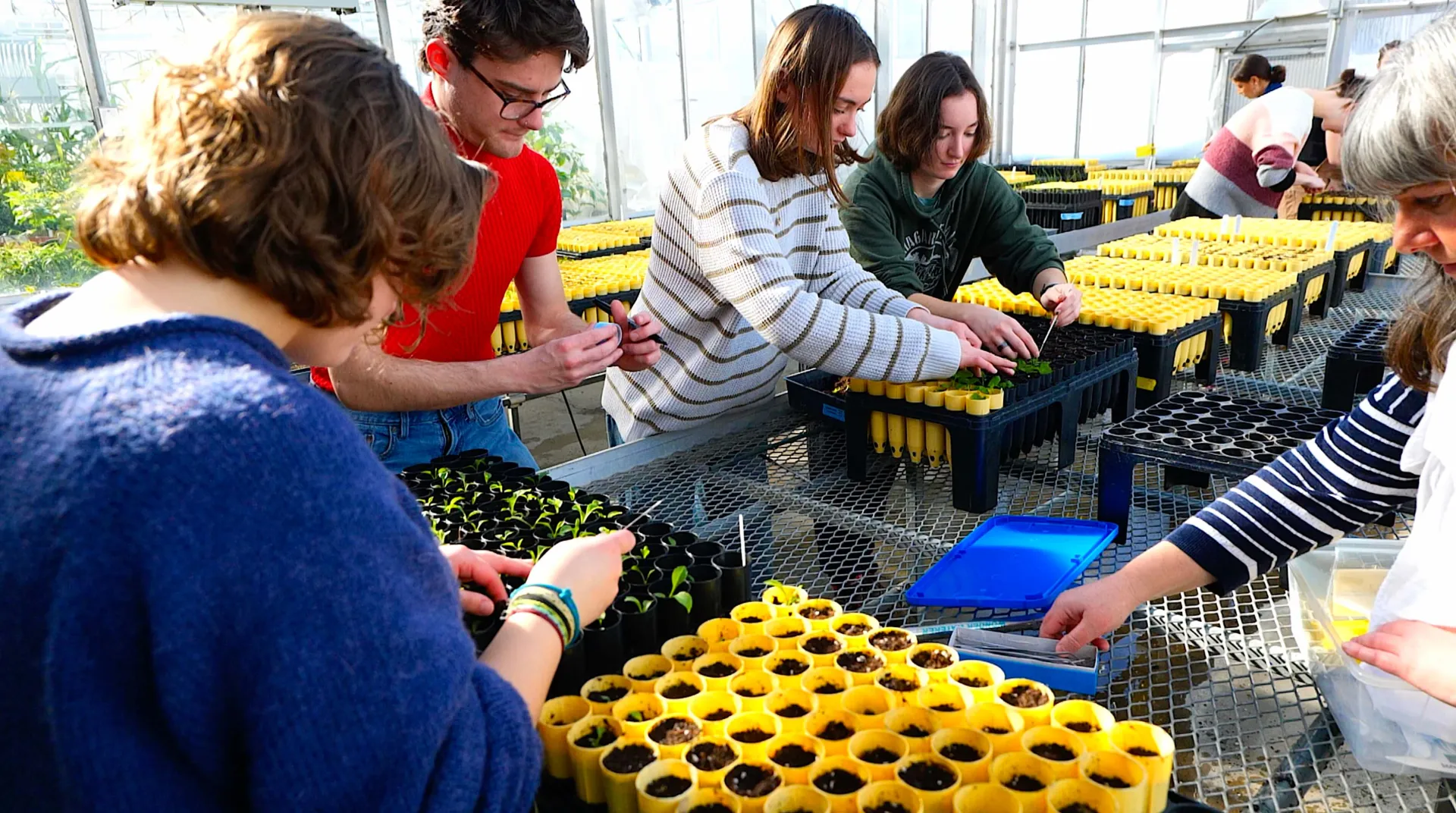 students working on small plants in plastic containers in a greenhouse