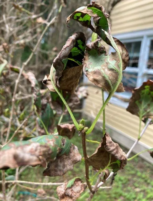 Lilac Leaf Blight
