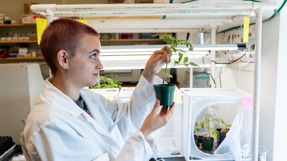 Lucy Lannan, wearing a lab coat, inspects a tomato plant
