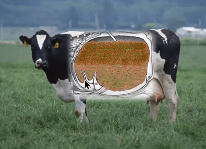 Image 1. Nutrients in a cow’s digestive system.