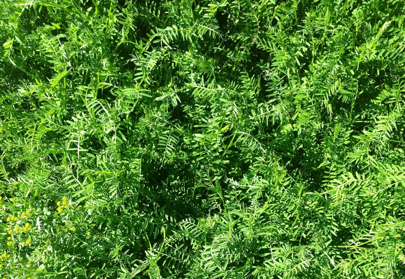 Cover crops