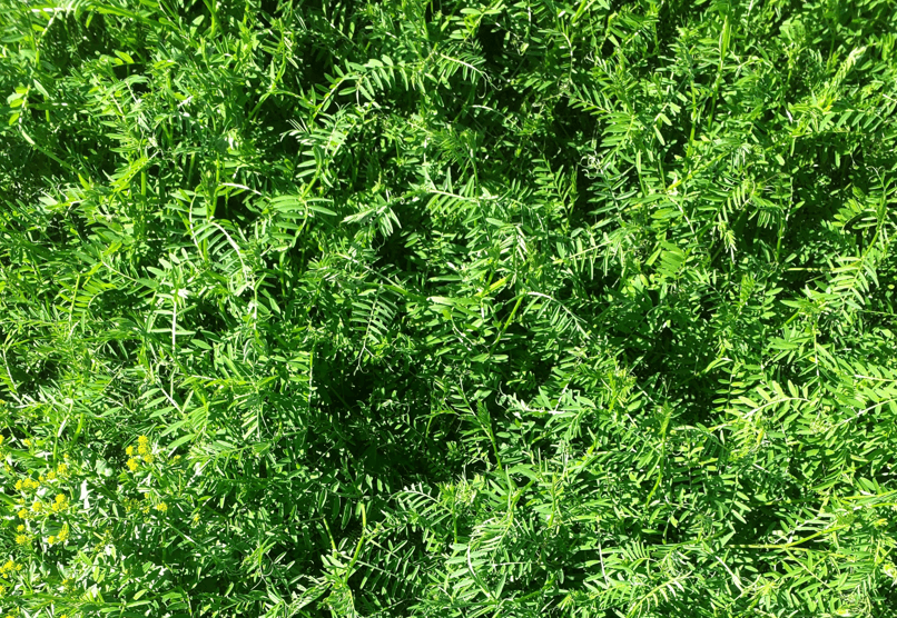 Cover crops