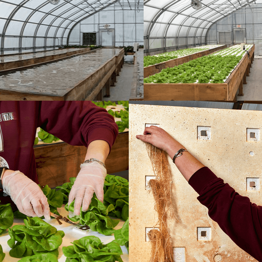 Collage of photos showing the 4 stages of Deep Water Culture (DWC) growing: 1.) open DWC beds with no rafts on them, 2.) lettuce growing on DWC rafts, 3.) harvesting head lettuce with a knife, and 4.) removing the root plugs from the bottom of the rafts.