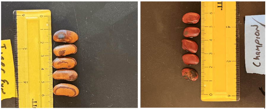 Dry bean data