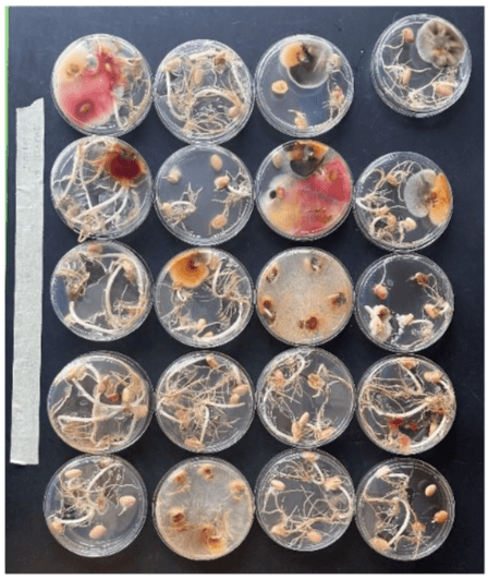 Image 2: Evaluations for fungal seedborne pathogens after seven days of growth on a media plate.
