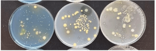 Image 3: Evaluations for bacterial seedborne pathogens after 3 to 5 days of growth on three different types of media (left to right).