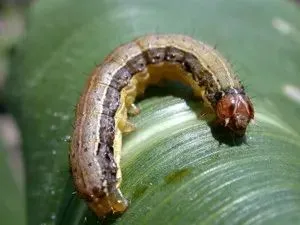 Armyworm larvae