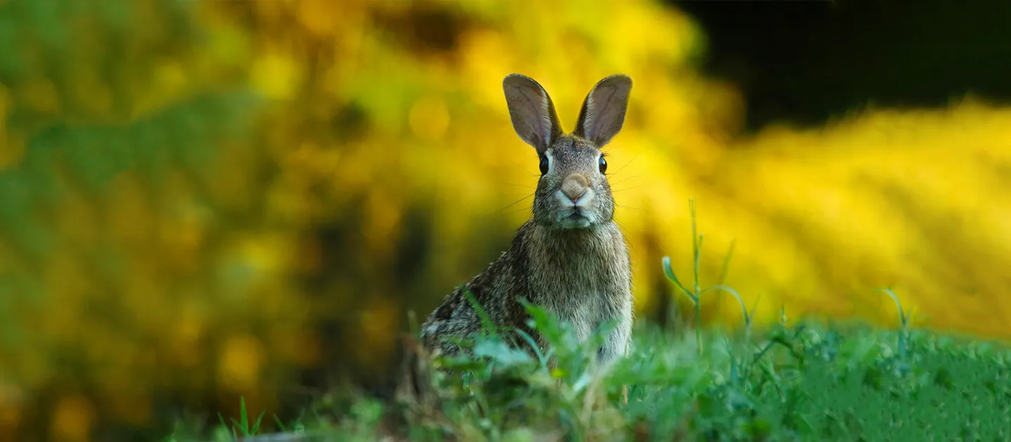 Rascally Rabbits in the Garden | University of Vermont