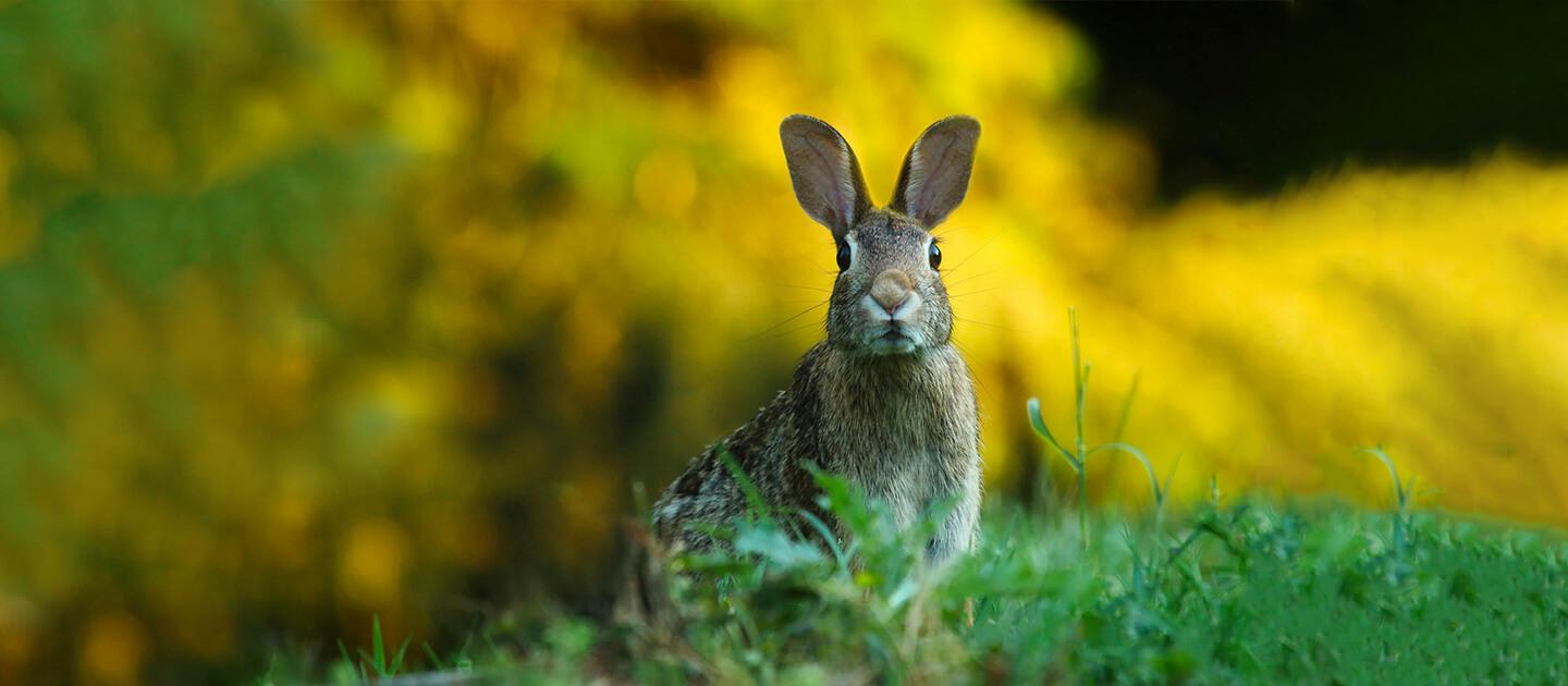 a rabbit outdoors