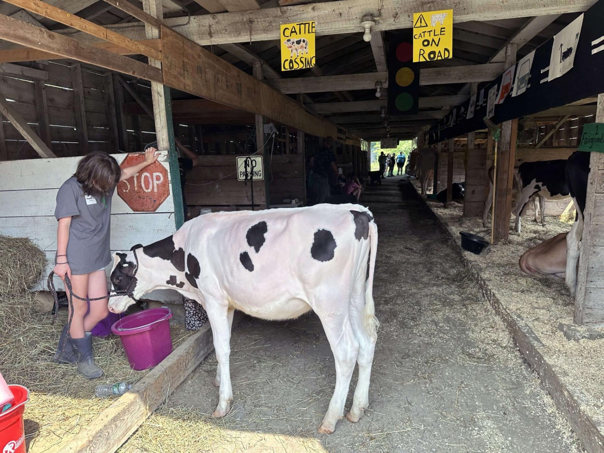 a 4-H'er and her cow