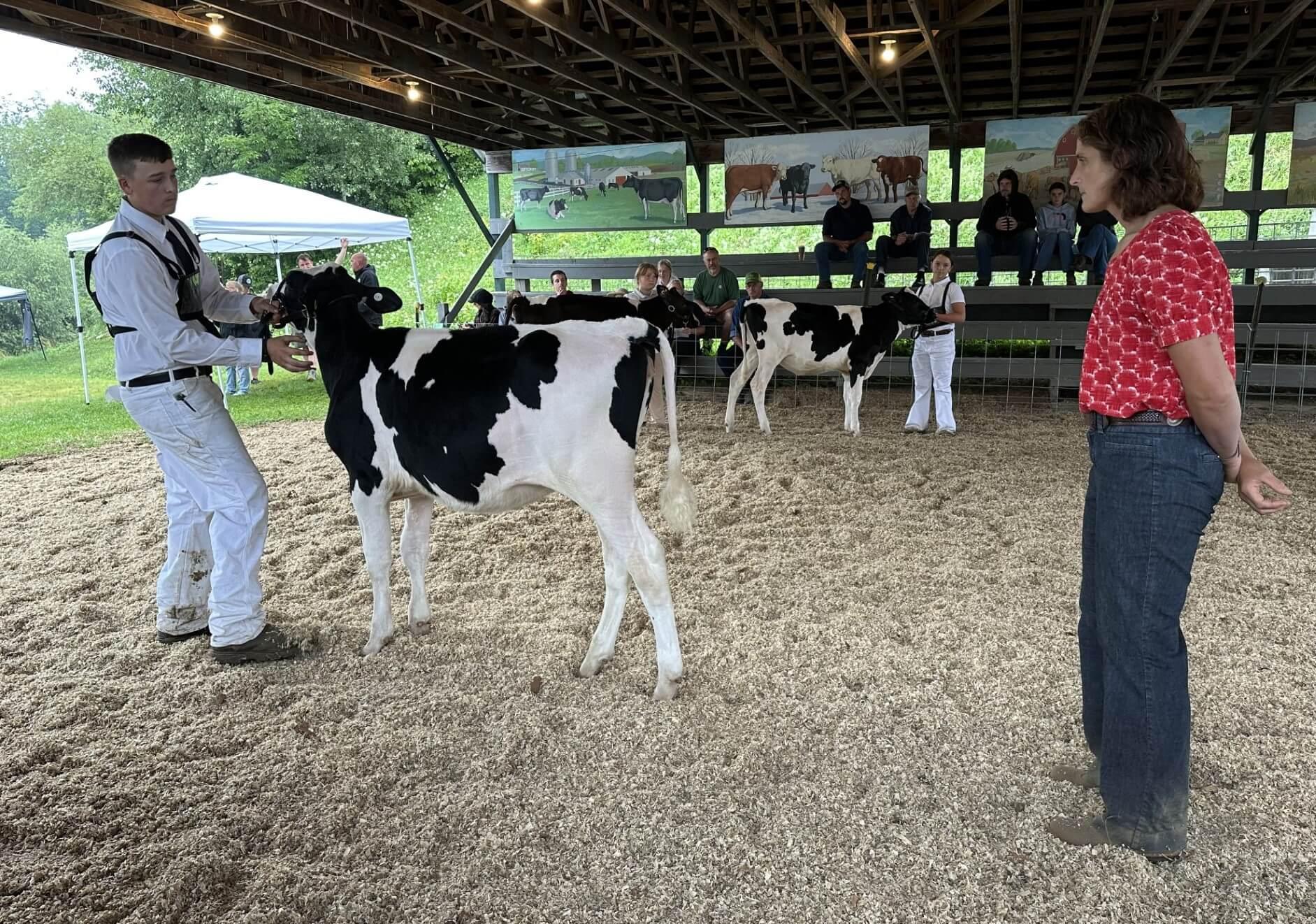 a 4-H'er, his cow, and a judge