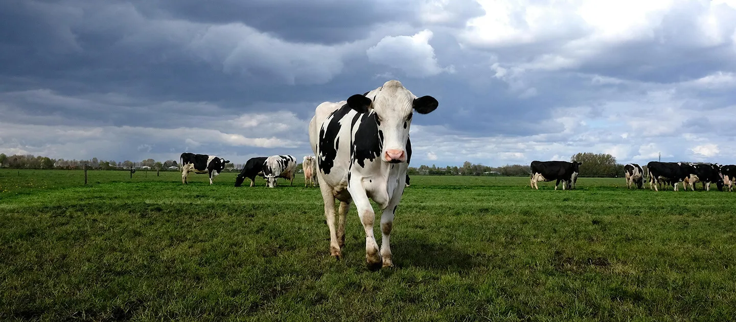 a cow in a field