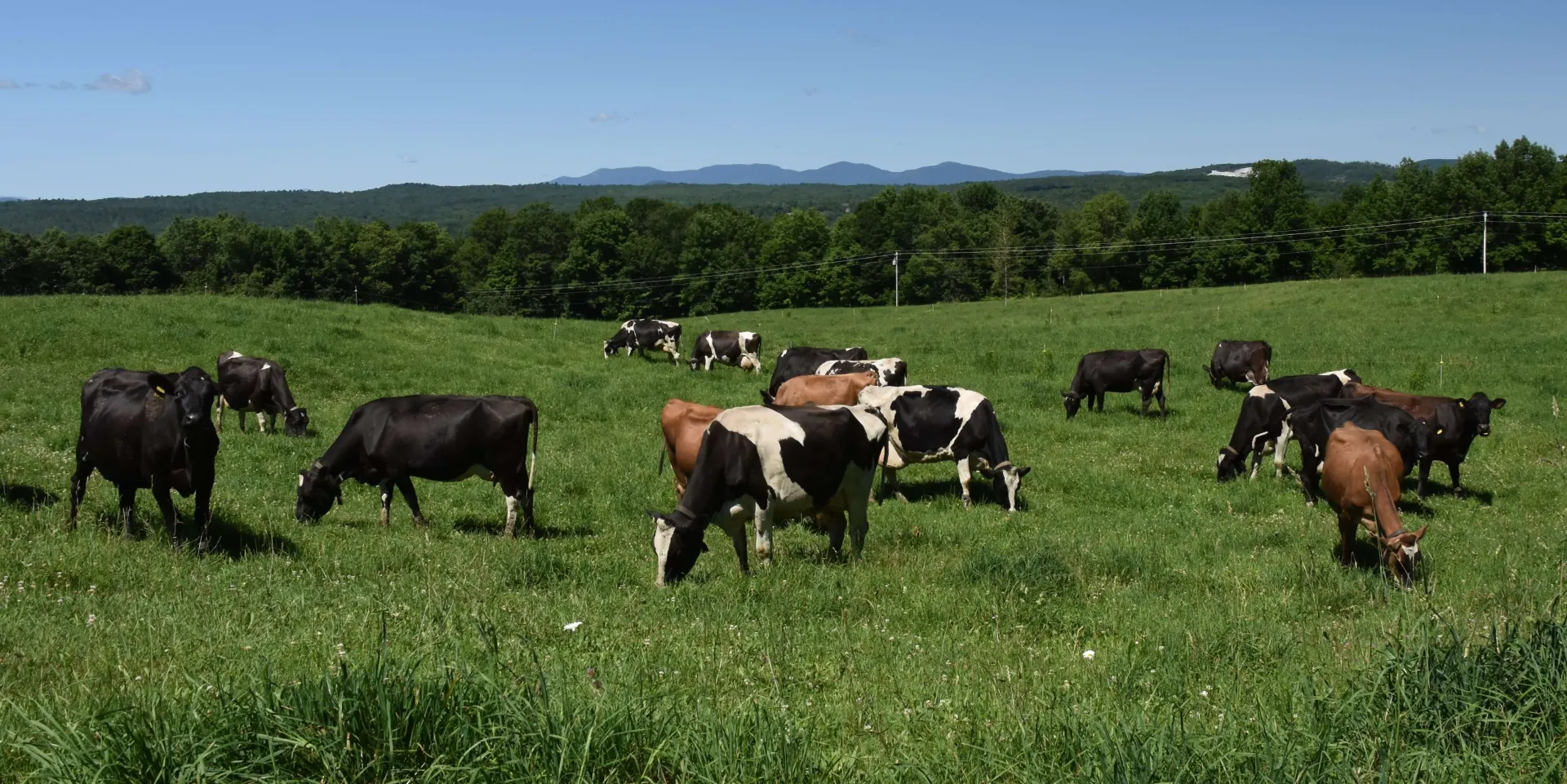 Cows grazing in a meadow