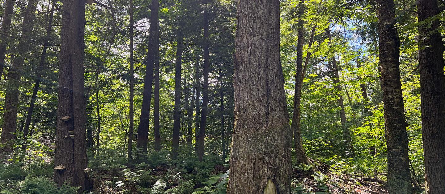 interior shot of an old forest