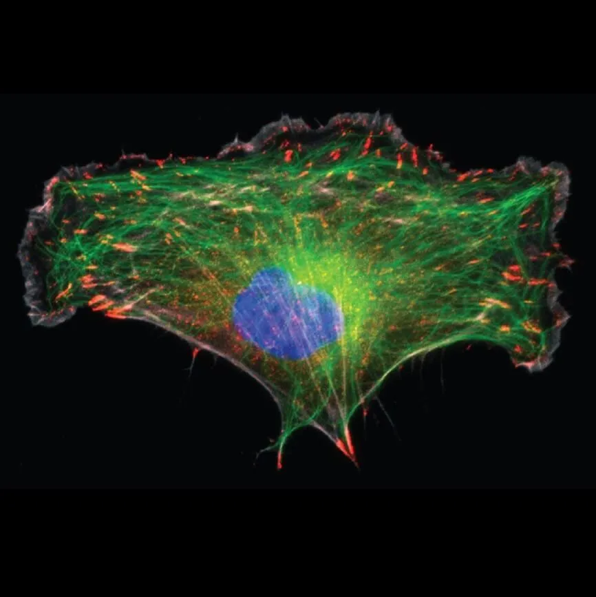 Image displays focal adhesions in red,microtubules in green, DNA in blue,and actin in gray