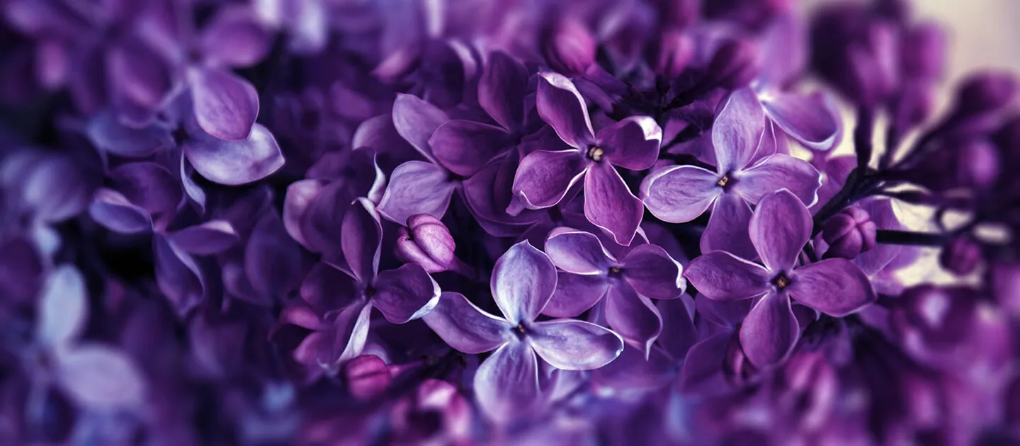 lilac flowers
