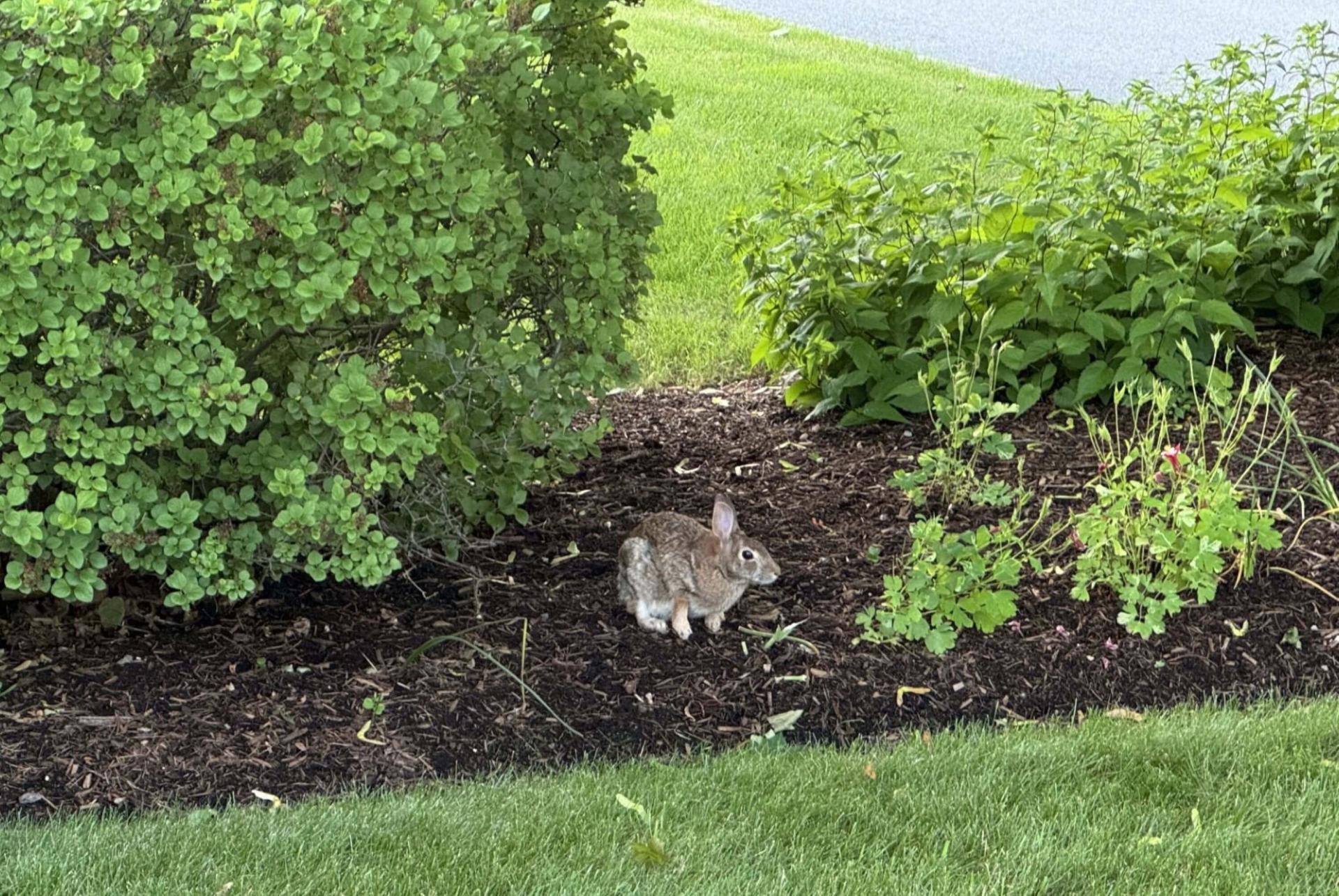 a rabbit sitting in a garden