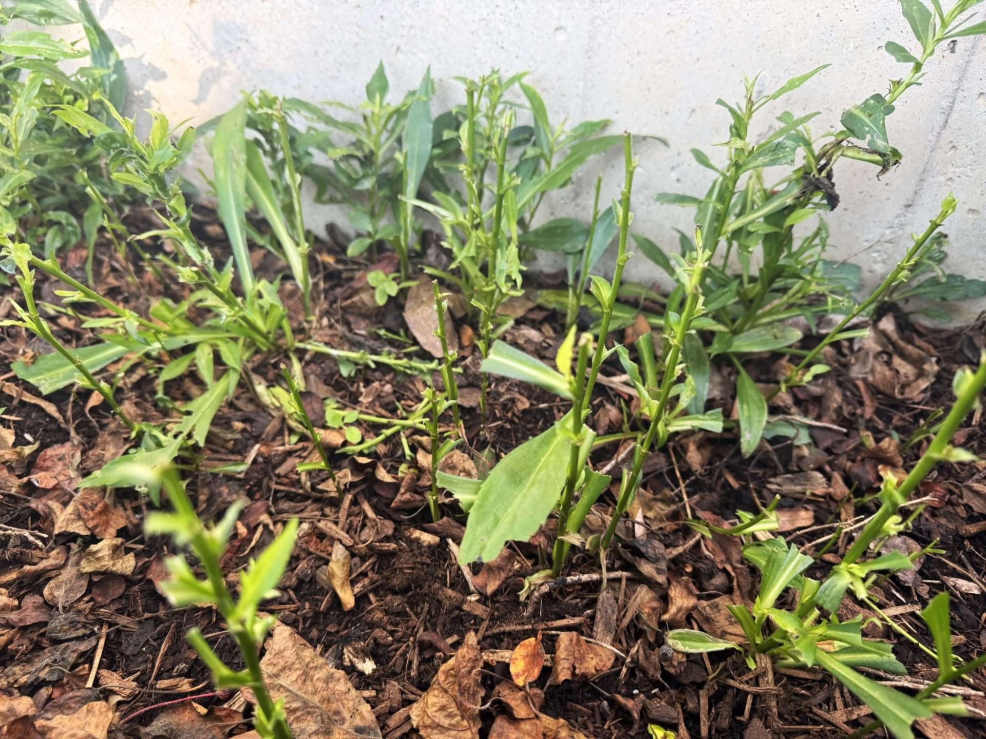 plants that have been chewed on by rabbits