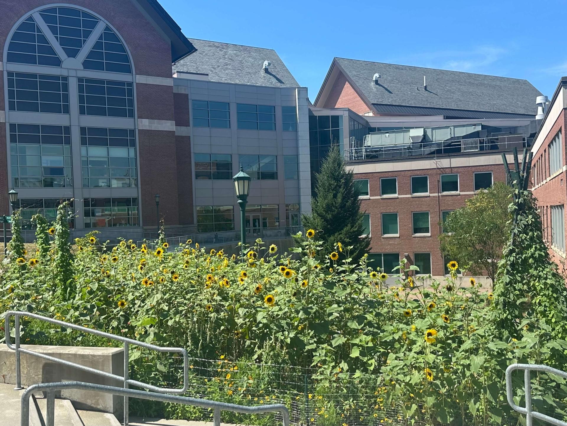 the Aiken hillside garden with the Davis Center in the background.