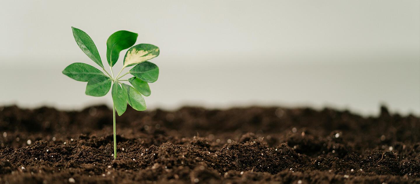 a seedling growing in rich soil