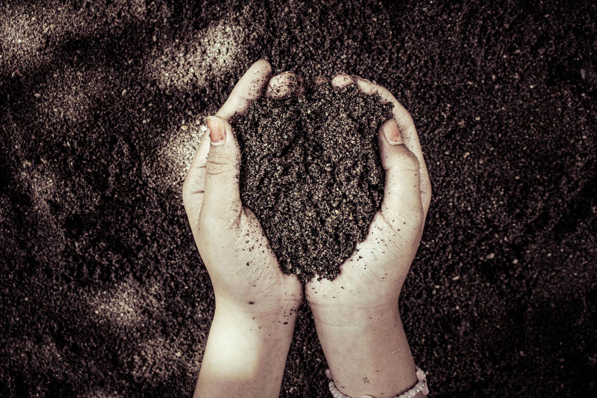cupped hands holding soil