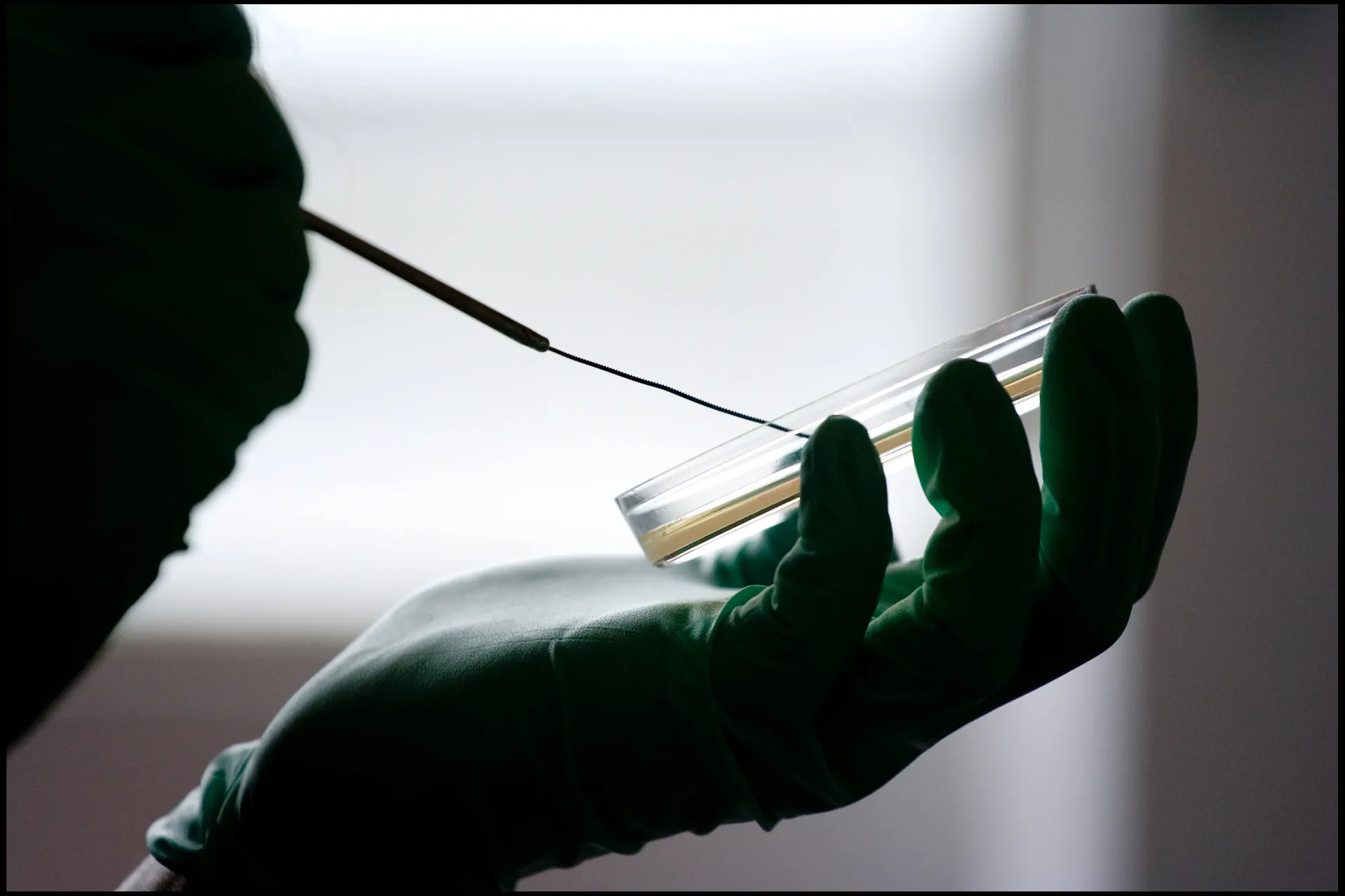 close up of a scientist applying a swab to an agar plate