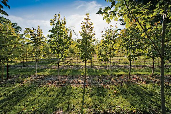 UVM Horticulture Farm trees with sunshine