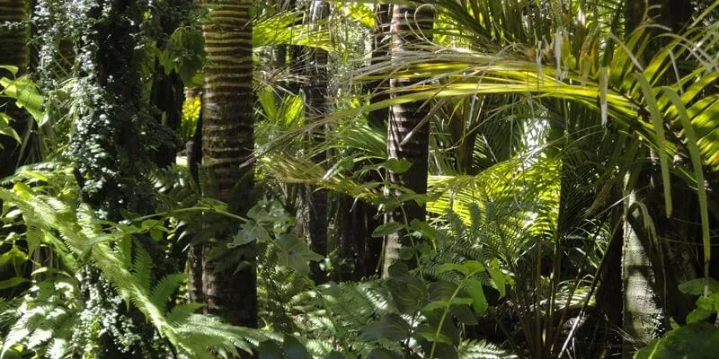 Photo of forest