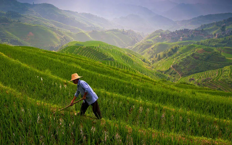 Farmer in field 