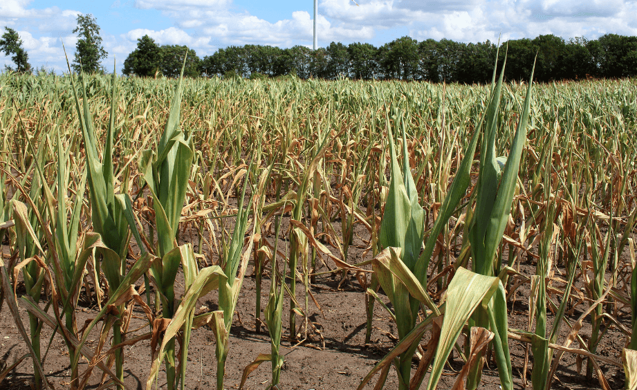 Corn field affected by drought
