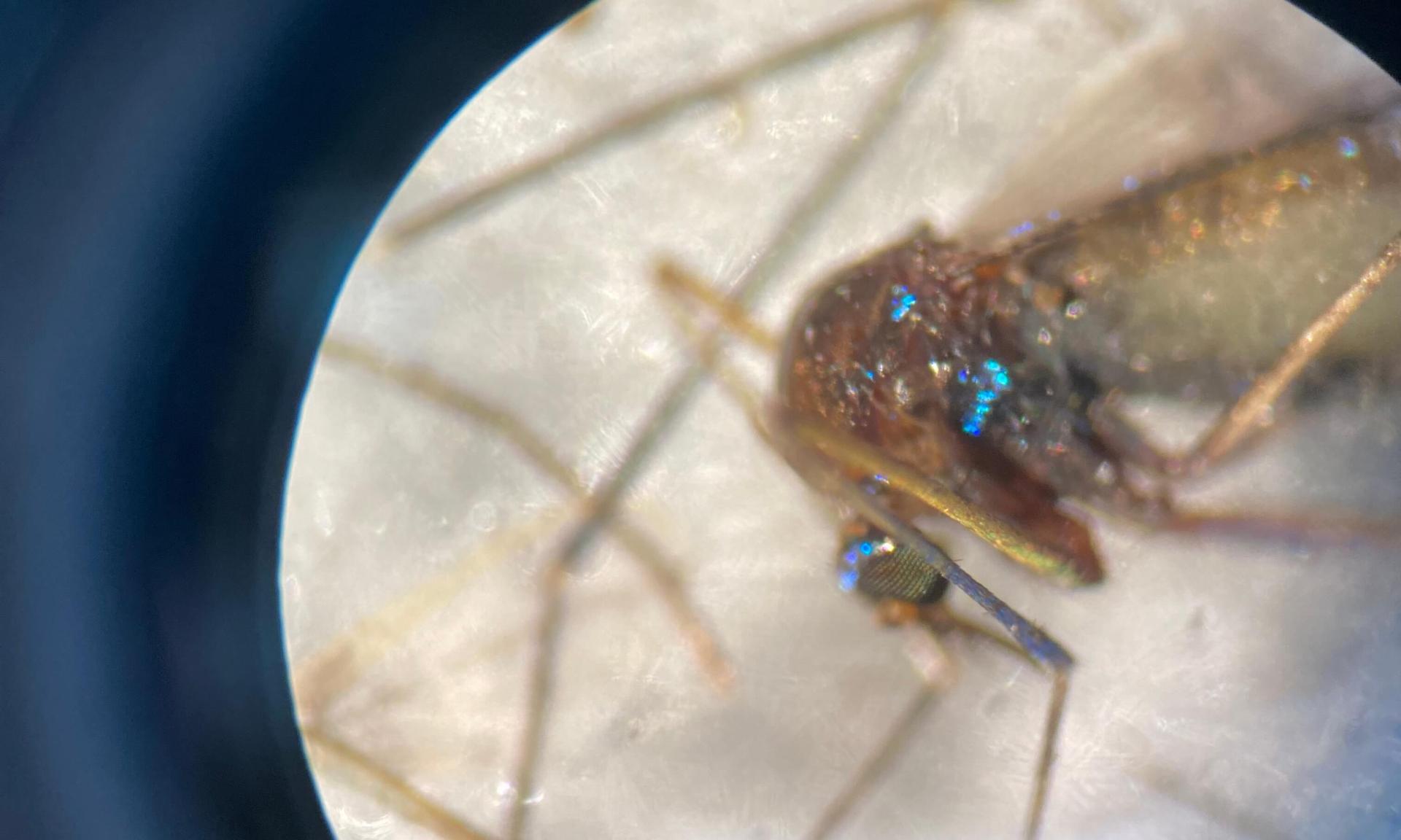 A mosquito Ramsey examined at a state lab in Randolph Center.