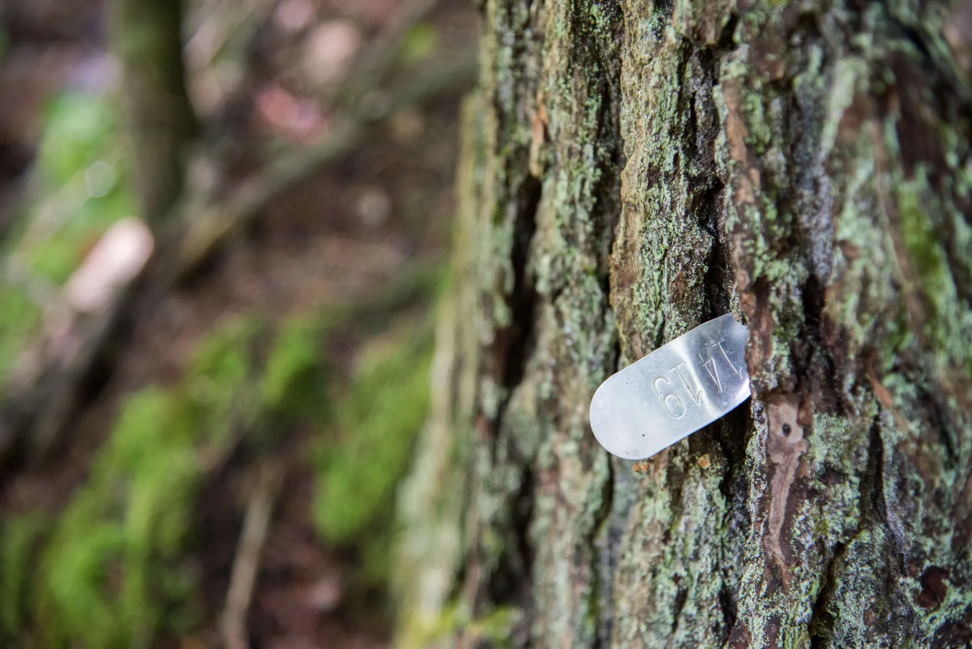 Tag on tree