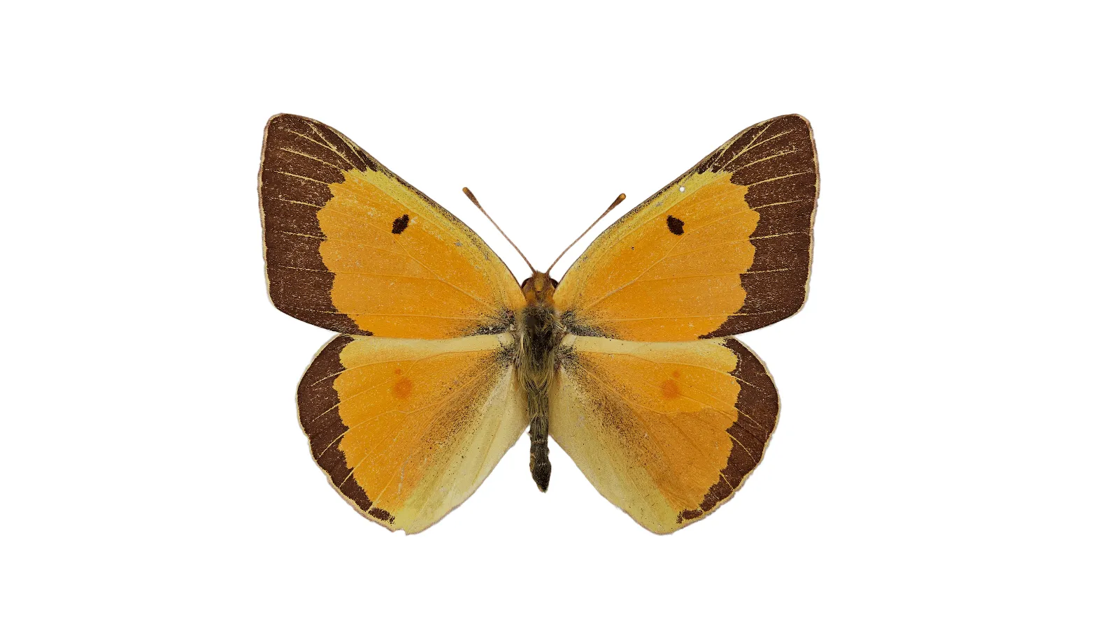 orange sulphur butterfly