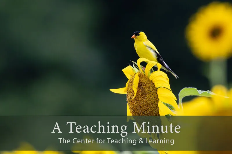 A Teaching Minute - Goldfinch perched on sunflower