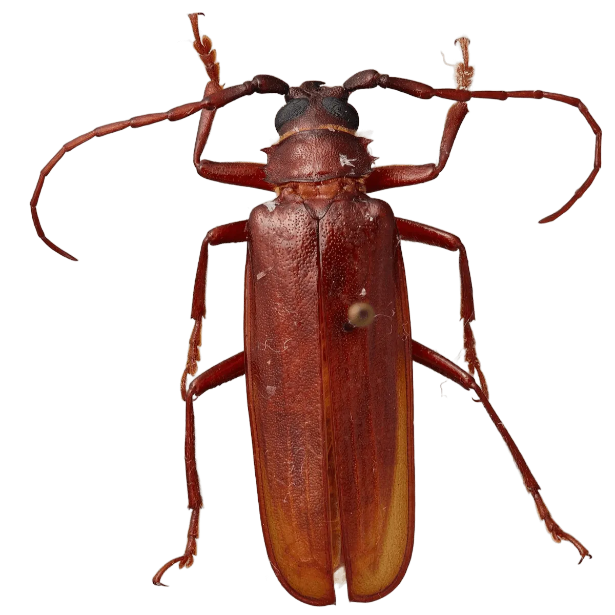 Orthosoma brunneum - red beetle with long antennae