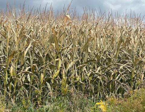 Frosted corn silage
