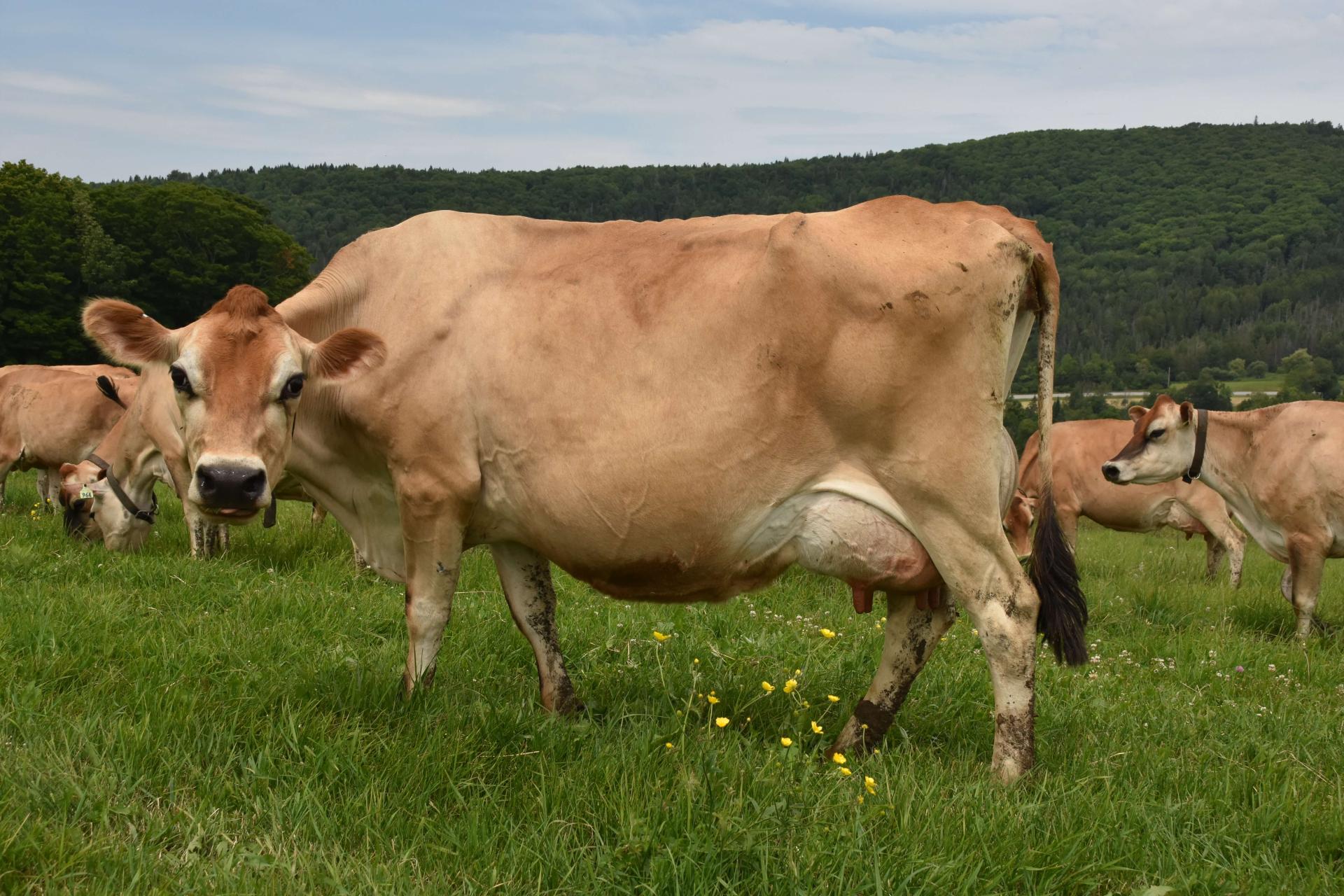 Jersey cow