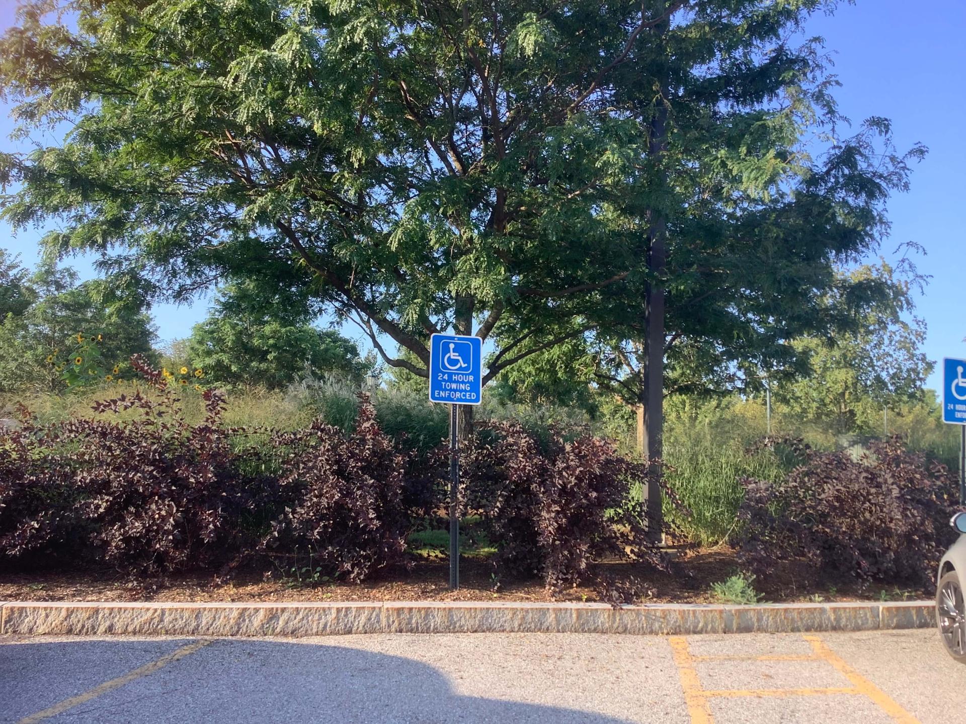 An accessible parking sign in front of a large green tree under a clear blue sky