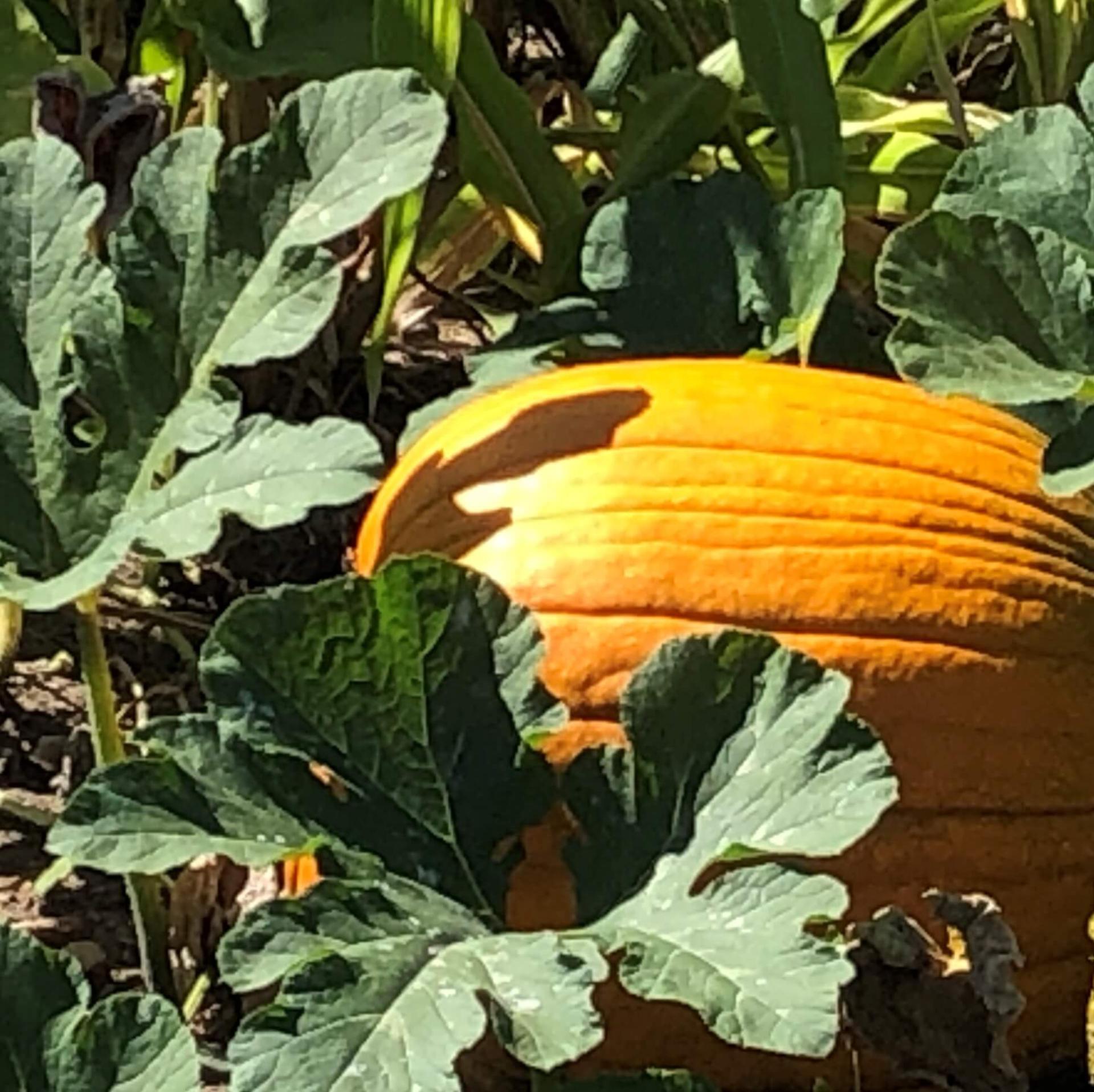 a large pumpkin on the vine