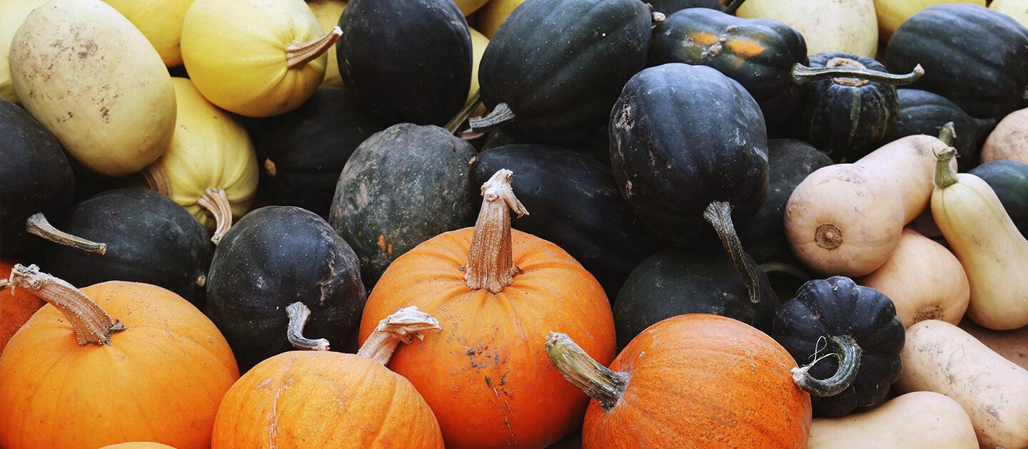 pumpkins and squash