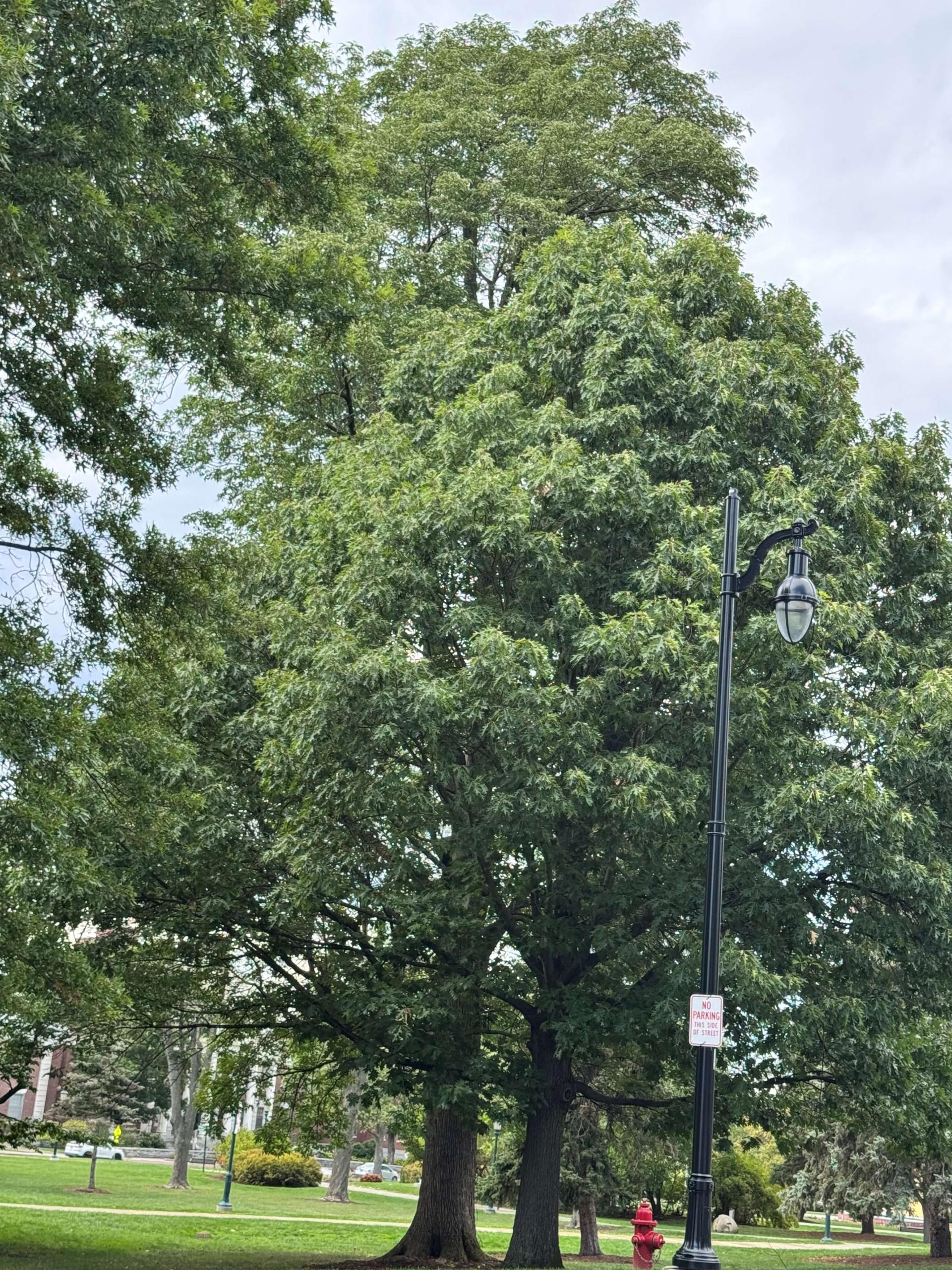 a large red oak tree