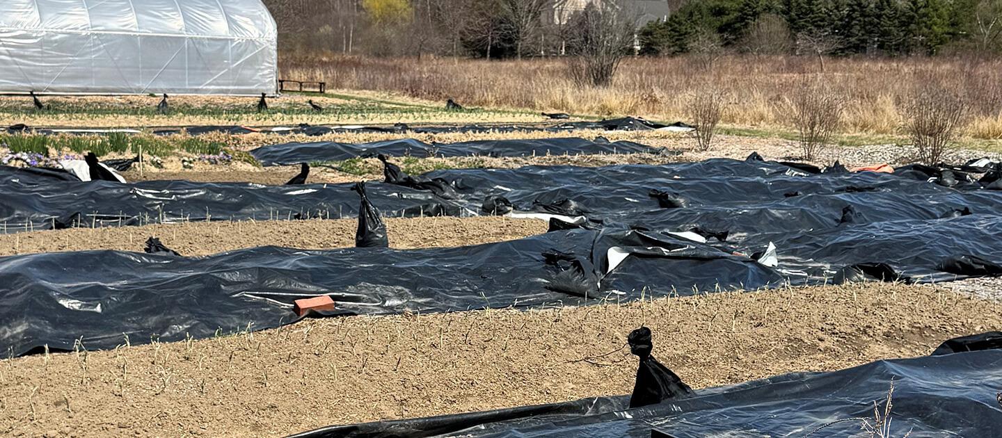 black plastic covering garden plots