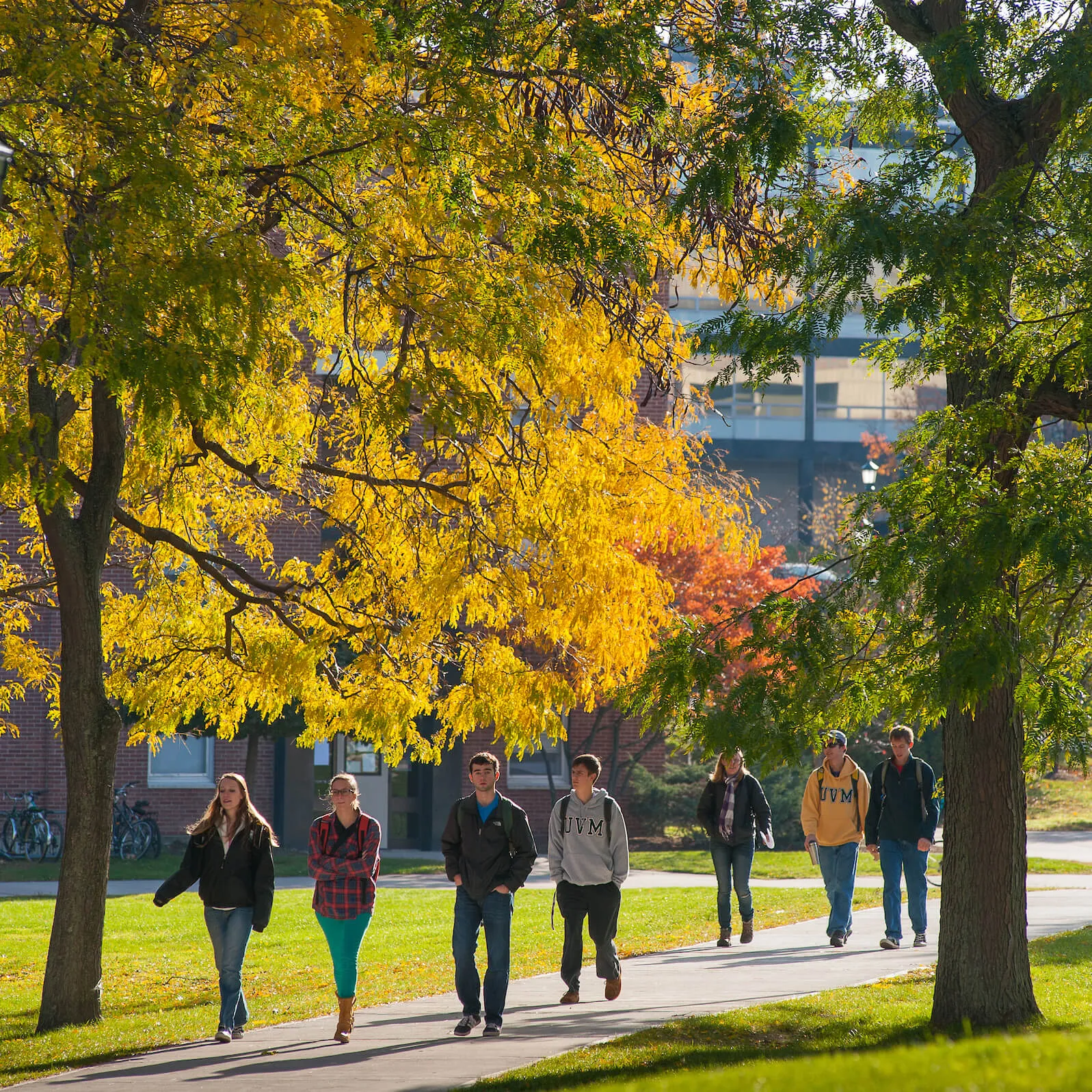 Students walking on sidewalk outside amongst fall foliage with yellow leaves.
