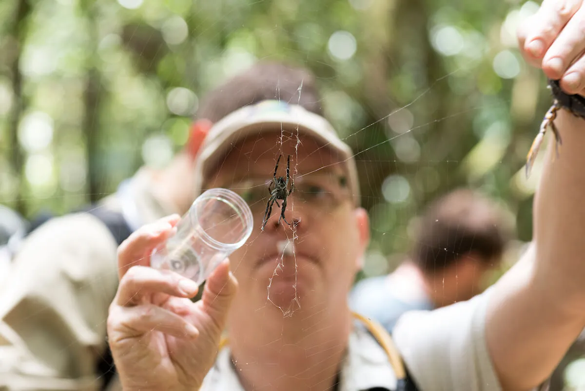A person in an outdoor forest setting examines a large spider on its web, holding a small clear container close to it for observation.