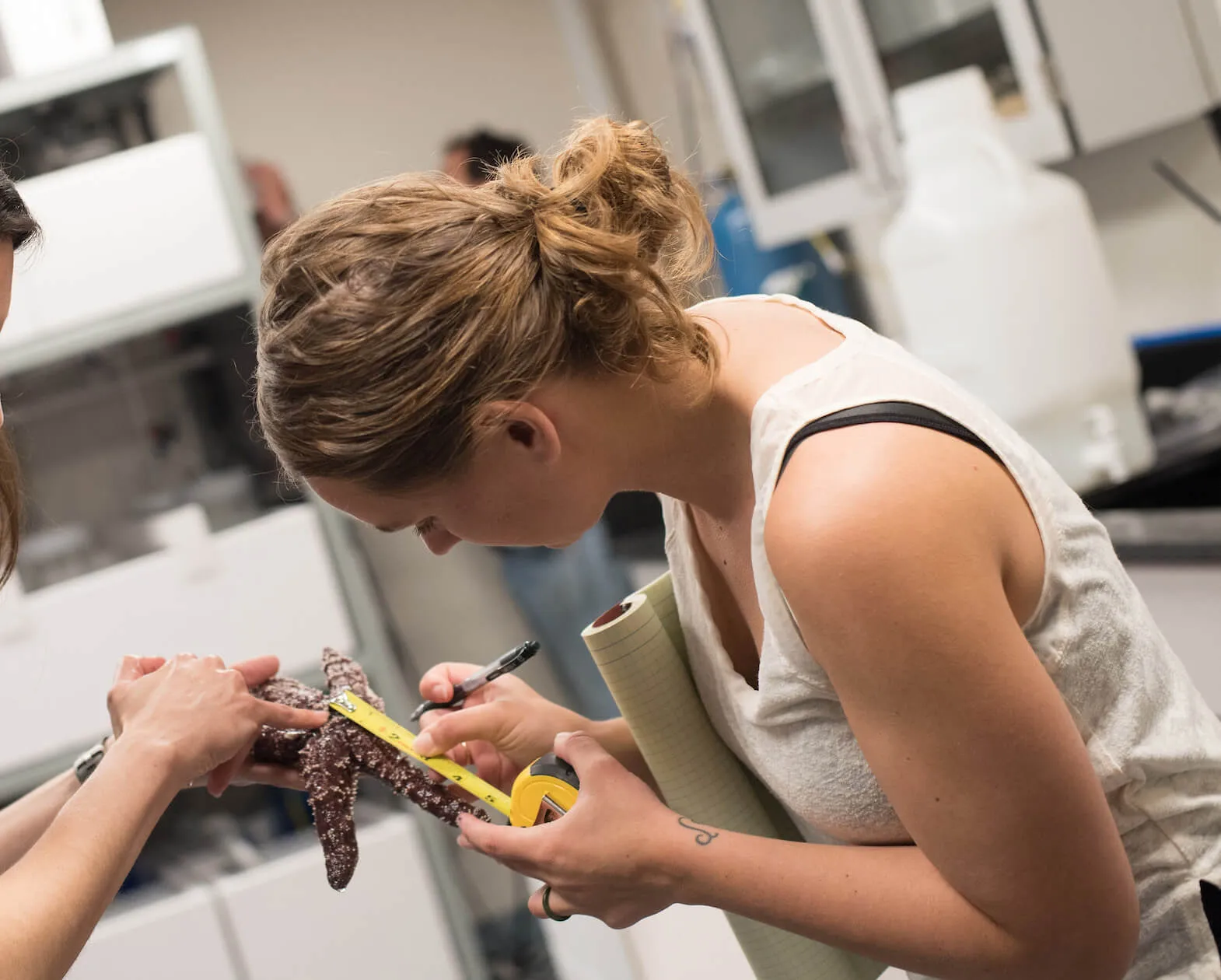Two people measuring a sea star specimen in a laboratory.