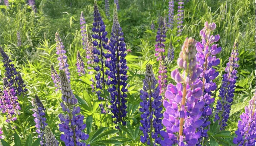 purple lupines wildflowers